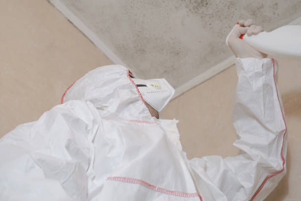 Best White Mold Remediation in Lake Mawk, OH