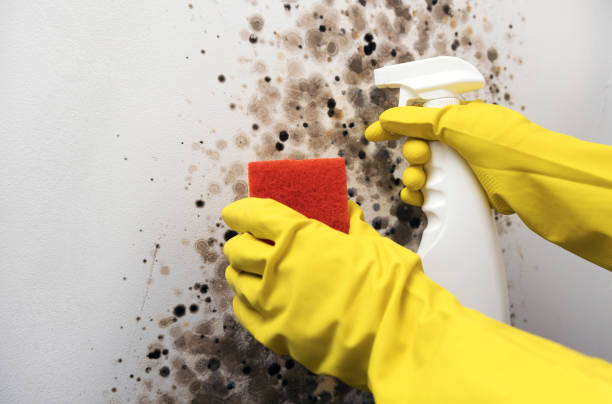 Best Crawl Space Mold Remediation in Lake Mawk, OH