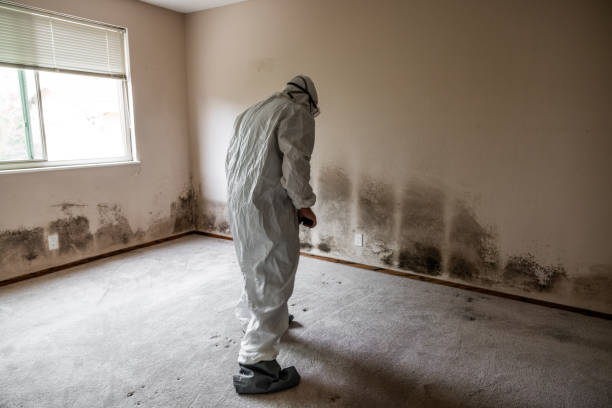 Best Basement Mold Remediation in Lake Mawk, OH