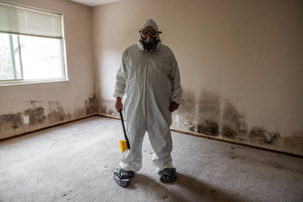 Best Post-Flood Mold Remediation in Lake Mawk, OH